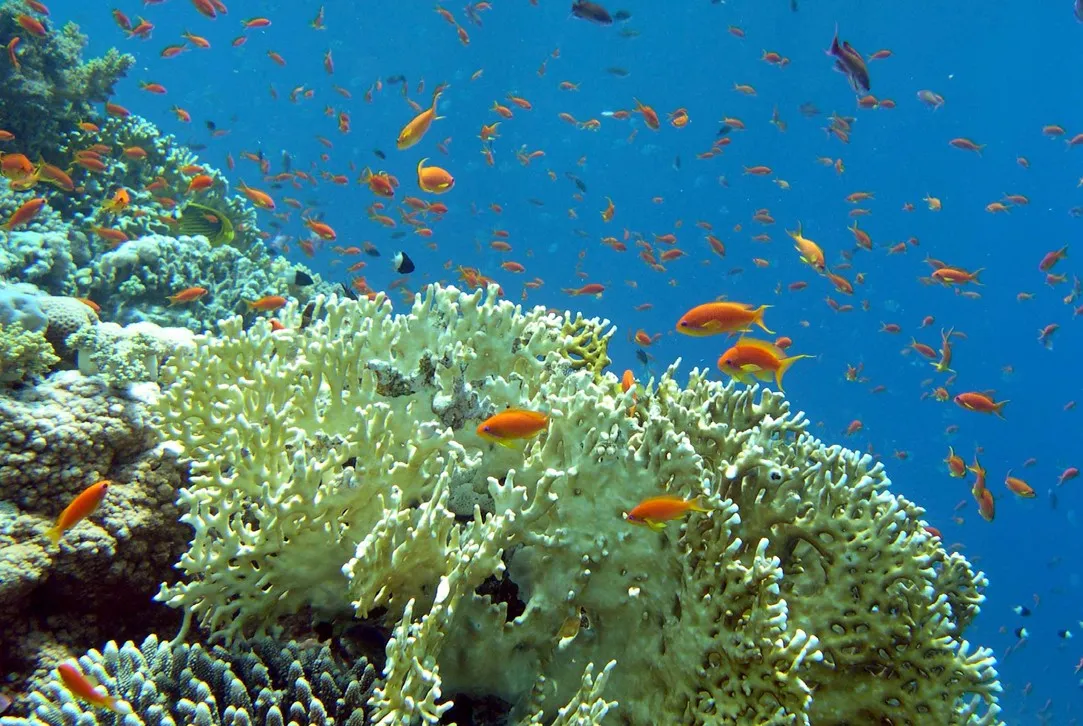 Semi Submarine Tour - Photo 1